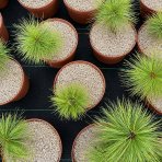 Borovica himalájska (Pinus wallichiana) – výška 15-25 cm, kont. C3L